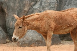 A Persian Onager (Equus Hemionus Onager) At A Local Zoo