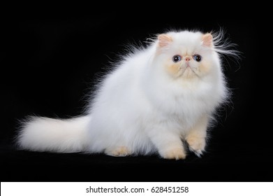 Persian Red Point Color Cat On Photo De Stock Modifiable