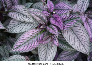 Persian Shield From Garden