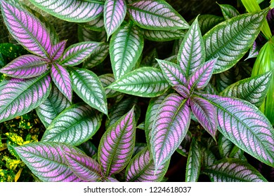 Persian Shield In Garden