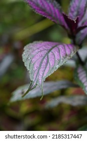 Persian Shield In My Garden