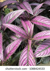 Persian Shield Plant