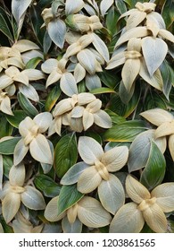 Persian Shield Plant