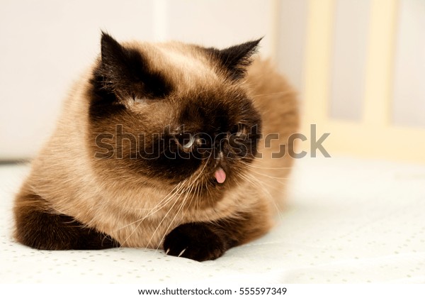 Persian Shorthair Exotic Cat Sealpoint Color Stock Image