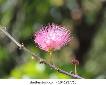 Persian Silk Tree