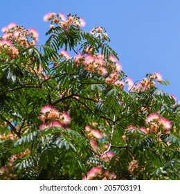 Persian Silk Tree