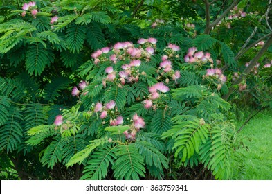 Persian Silk Tree