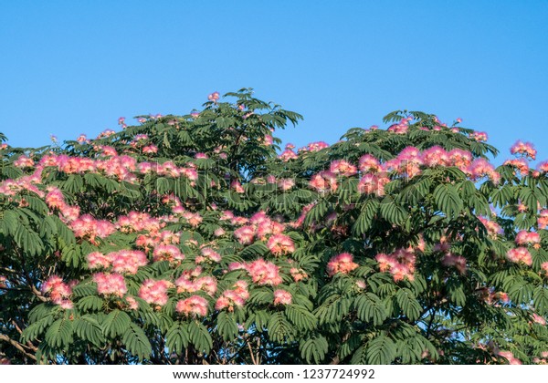 Persian Silk Tree Albizia Julibrissin Park Stock Photo Edit Now