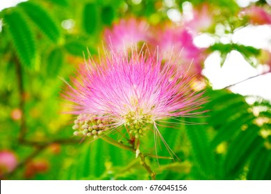 Persian Silk Tree Blossom In The Summer.