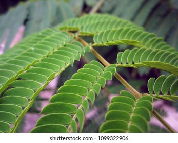 Persian Silk Tree Branch Bipinnate Compound Stock Photo 1099322906 ...