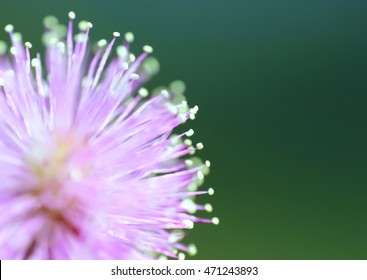 Persian Silk Tree Macro