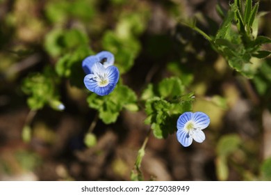 Persian speedwell ( Veronica persica ) flowers.Plantaginaceae biennial weeds. It grows along roadsides and field paths and has cobalt blue flowers in early spring. - Shutterstock ID 2275038949
