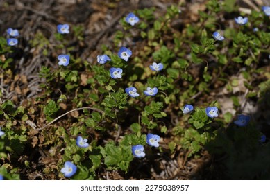Persian speedwell ( Veronica persica ) flowers.Plantaginaceae biennial weeds. It grows along roadsides and field paths and has cobalt blue flowers in early spring. - Shutterstock ID 2275038957