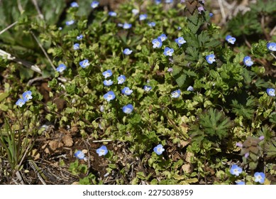 Persian speedwell ( Veronica persica ) flowers.Plantaginaceae biennial weeds. It grows along roadsides and field paths and has cobalt blue flowers in early spring. - Shutterstock ID 2275038959