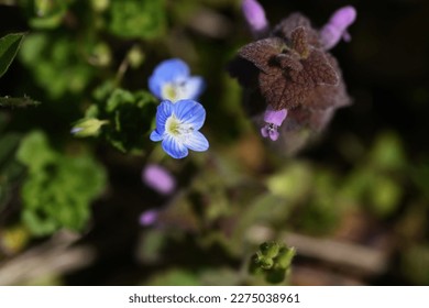 Persian speedwell ( Veronica persica ) flowers.Plantaginaceae biennial weeds. It grows along roadsides and field paths and has cobalt blue flowers in early spring. - Shutterstock ID 2275038961