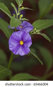 Persian violet (exacum affine)