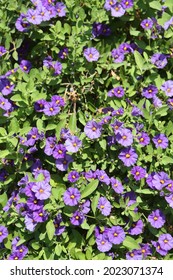 Persian violet (Exacum affine), or Exacum Persian violet. Purple flowers. Many little purple flowers on tree in garden in Cyprus. Blossom of  persian violet (Exacum affine), or Exacum Persian violet - Shutterstock ID 2023071374
