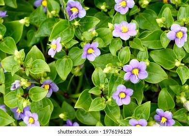 Persian violet, Exacum affine small purple flower closeup beauty banner plant hobby - Shutterstock ID 1976196128