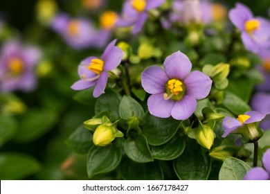 Persian violet's cute small purple flowers(Exacum affine) - Shutterstock ID 1667178427