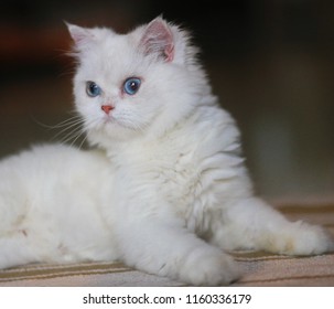 Persian White Cat Blue Eyes Christmas Stock Photo 1160336179 | Shutterstock