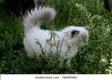 Persian white and grey fluffy cat. Kitties love to bask in the sun, chase butterflies and birds and sample sweet grass. Most beautiful cats in the world.