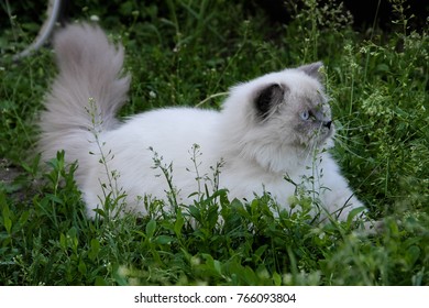 Persian white and grey fluffy cat. Kitties love to bask in the sun, chase butterflies and birds and sample sweet grass. Most beautiful cats breed in the world.