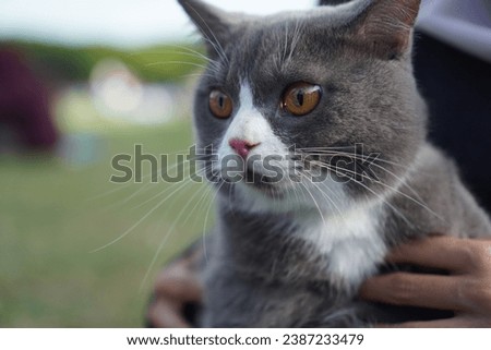 A persian-exotic cat in grey and white color
