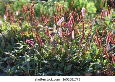 Persicaria affine blooms in summer in the garden - Shutterstock ID 1602881773