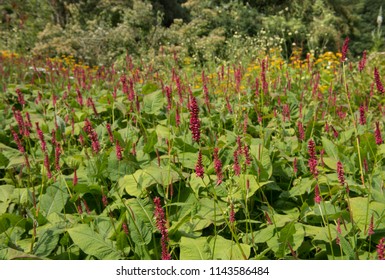 Persicaria amplexicaulis 'Firedance' (Red Bistort) in a Country Cottage garden in Rural Gloucestershire, England, UK