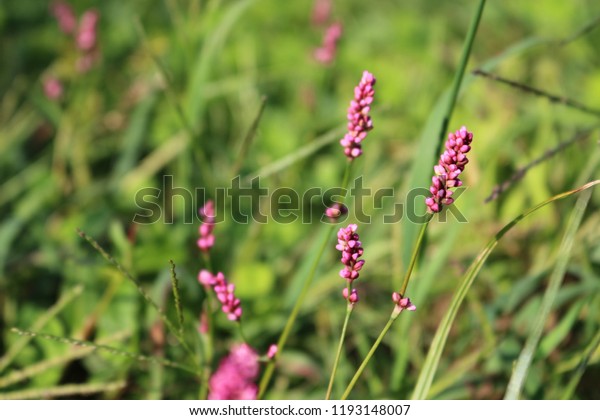 Persicaria Orientalis Flowersprincesfeather