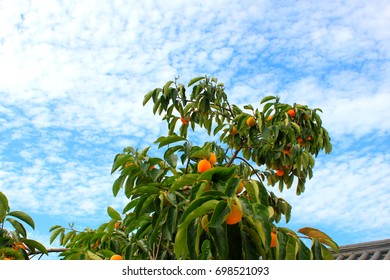 Persimmon