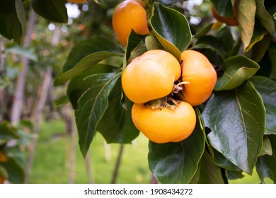 10,543 Persimmon tree leaves Images, Stock Photos & Vectors | Shutterstock