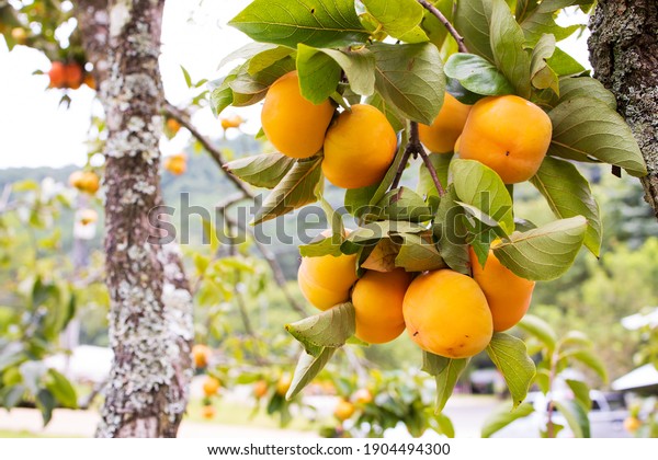 Persimmon Fruit, Persimmon tree in persimmon\
farm, Persimmons ready for\
harvest.\
