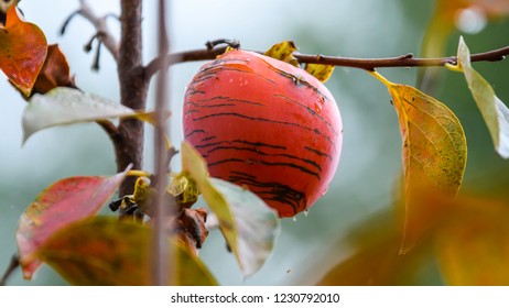 Persimmon Is A Plant Of The Ebony Family.