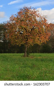 Persimmon Tree