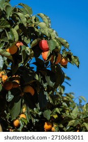 A persimmon tree filled with multiple ripe orange fruits under a clear blue sky. Vertical botanical and agricultural scene.