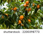 Persimmon tree fresh fruit that is ripened hanging on the branches in plant garden. Juicy fruit and ripe fruit with persimmon trees lovely crisp juicy sweet the hard crisp varieties.