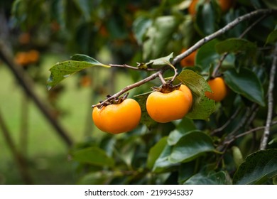 Persimmon Tree Fresh Fruit That Is Ripened Hanging On The Branches In Plant Garden. Juicy Fruit And Ripe Fruit With Persimmon Trees Lovely Crisp Juicy Sweet The Hard Crisp Varieties.