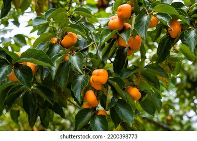 Árbol de persimón fruta fresca madurada colgando de las ramas del jardín de plantas. Frutos jugosos y fruta madura con árboles de persimón adorables crujientes dulces las variedades duras crujientes.