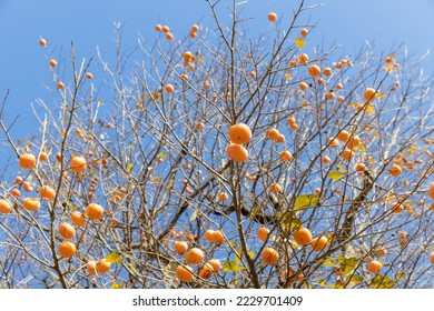 Persimmon tree with fruits in autumn - Shutterstock ID 2229701409