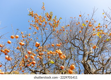 Persimmon tree with fruits in autumn - Shutterstock ID 2229701411