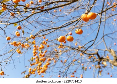 Persimmon tree with fruits in autumn - Shutterstock ID 2229701413