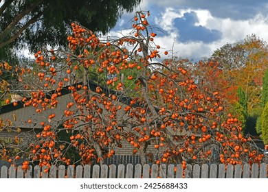Persimmon tree with numerous fruits in late fall. Diospyros kaki, of the Persimon variety, ripe on a tree branch in a backyard garden in NSW, Australia.