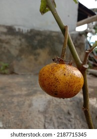 Persimmon, Or Wild American Persimmon Fruit