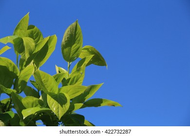 Persimmon Of Young Leaves And Blue Sky