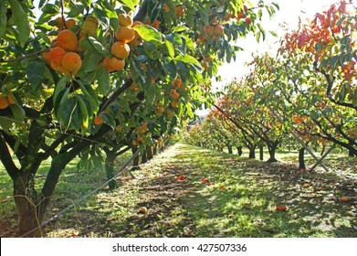 Persimmons growing in a persimmon orchard, on a sunny day.