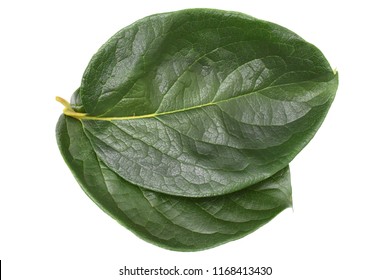 Persimmon Leaf Images Stock Photos Vectors Shutterstock