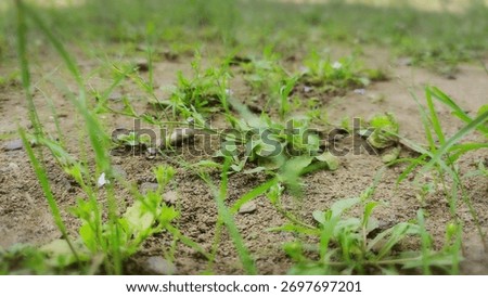 Nature’s Persistence in Harsh Places