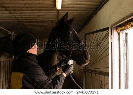 Person adjusting bridle on brown horse in stable. Horse owner, riding coach.