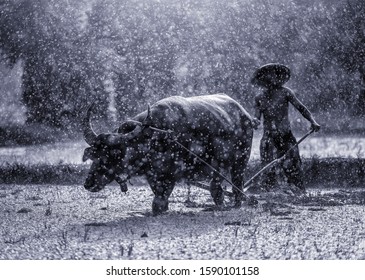 A person with a big buffalo - Shutterstock ID 1590101158